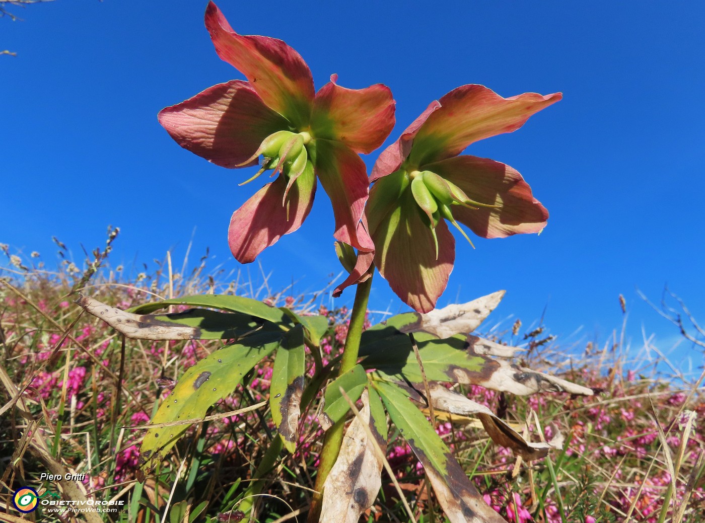 25 Helleborus niger (Elleboro) in fruttescenza.JPG